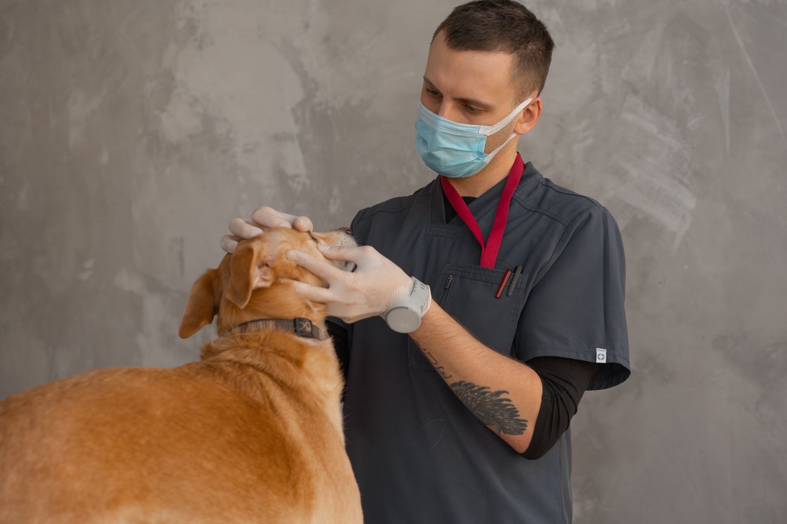 Read more about the article Pet Insurance in the USA: Is It Worth Buying?