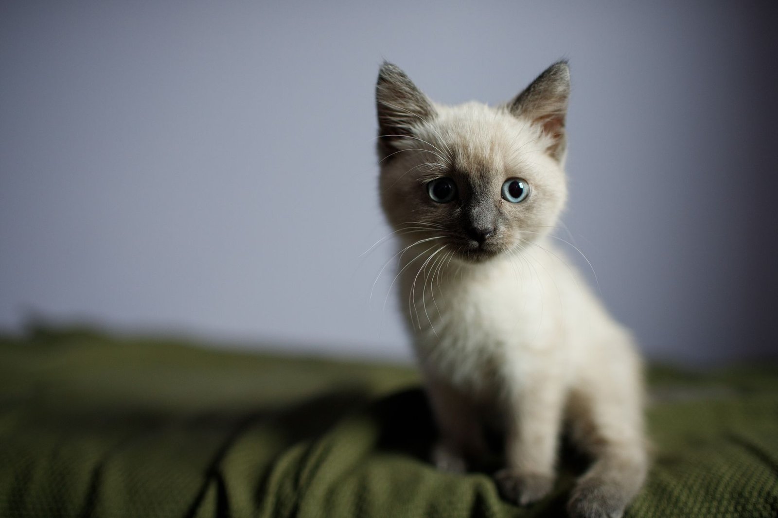 Young pet, the right time to enrol before any condition becomes pre-existing